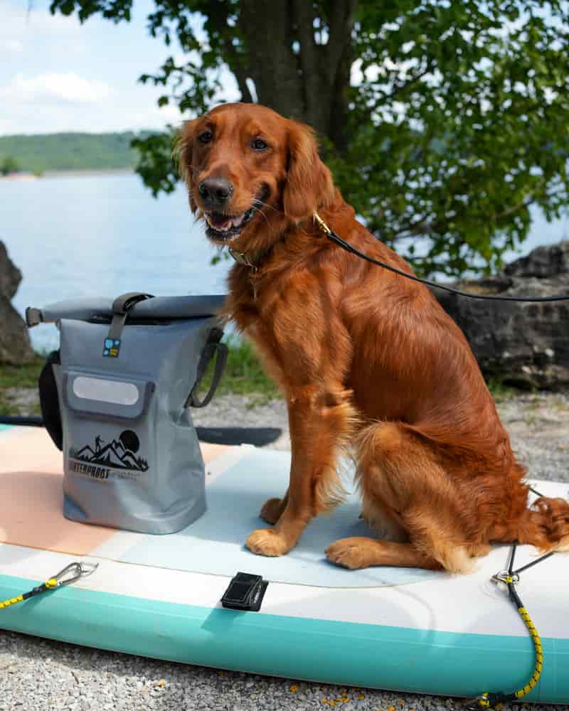 A golden retriever dog sits on a paddleboard outdoors near water and trees, next to a idrybag pro shield waterproof gray backpack