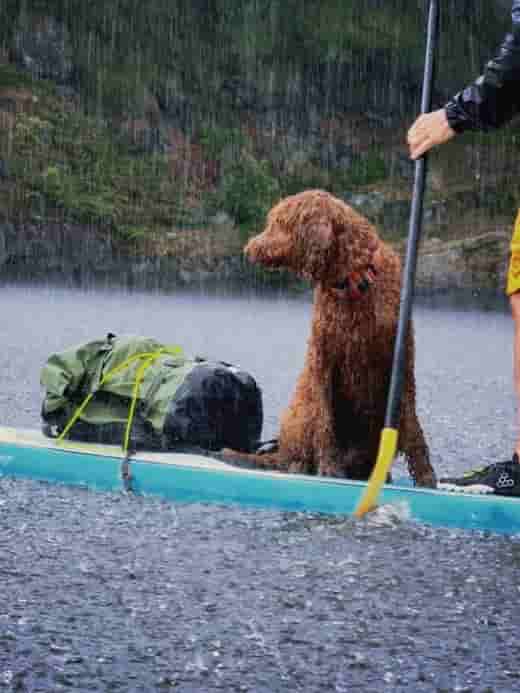 A brown curly-haired dog sits on a turquoise paddleboard in the rain, next to the idrybag waterproof expedition submersible green and black backpack on the board. A person's hand and arm holding a paddle are visible on the right side, with a forested shoreline in the background.